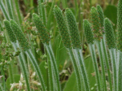 ツボミオオバコの不稔花 稔性花